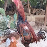 خروس لاری