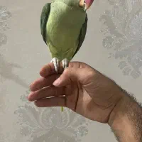 شاه طوطی سخنگو|پرنده|یزد, |دیوار