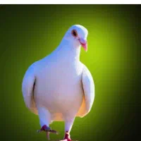 کبوتر پیدا شده