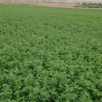فروش یونجه