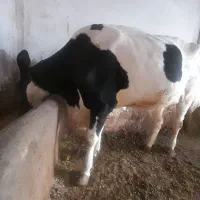 فروش گاووگوساله