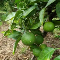 اجاره مغازه وسط شهر