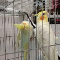 عروس هلندی لوتینو|پرنده|رشت, سیا اسطلخ|دیوار