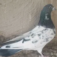 کبوتر|پرنده|ری, شهادت|دیوار