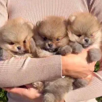 توله سگ های آپارتمانی