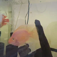 سه عدد ماهی پرت و فلاور