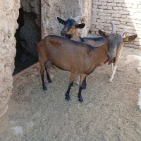 بز آلپاین اصل پرشیر