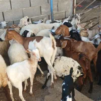 کهره گیسه بز خود بندرعباس با قصابی رایگان|حیوانات مزرعه|بندرعباس, |دیوار