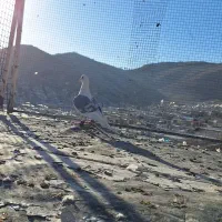 کبوتر|حیوانات|شیراز, سعدیه جنوبی|دیوار