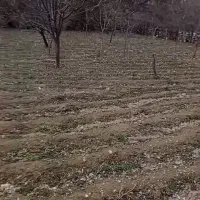 باغ ۱۰۰۰ متری  داخل روستای بقمچ (چناران )