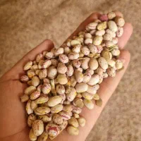 حبوبات