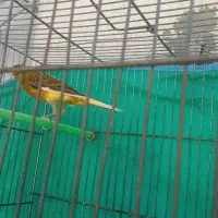 قناری نر مست