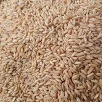 فروش گندم خوراکی