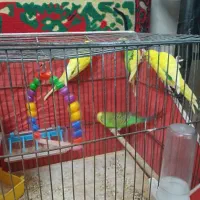 چهارتا مرغ عشق|پرنده|قم, شاه ابراهیم|دیوار