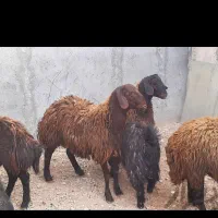 گوسفندزنده موجوداست