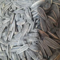 تخمه درشت کانادایی داغ