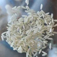 برنج کشت دوم اعلا|عمدهفروشی|هادی شهر, |دیوار