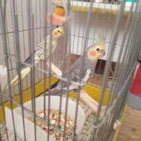 یکه جفت عرس هلندی نرو ماده|پرنده|قرچک, محمد آباد|دیوار