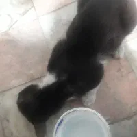 ده میلیون برای پیداکردن گربه سفیدمشکی نرمیدهم