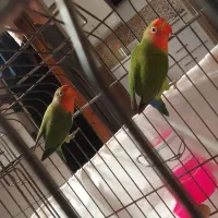 یک جفت طوطی بریزیلی نرو ماده
