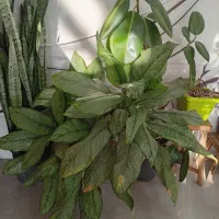 تعدادی گل به قیمت عمده ب فروش می‌رسد|گل و گیاه طبیعی|کازرون, |دیوار