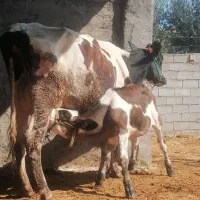 گاو هلشتاین گوساله دار