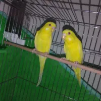 مرغ عشق هلندی|پرنده|مسجد سلیمان, |دیوار