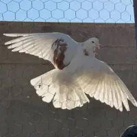 پرنده گمشده