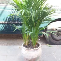 گلخانه اکسیژن|گل و گیاه طبیعی|مشهد, تلگرد|دیوار