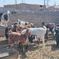 گوسفند فروشی