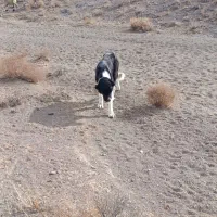 ماده  گله ای