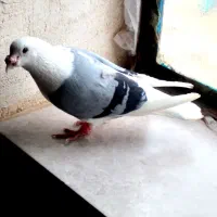 پشکویتی فقط مامل