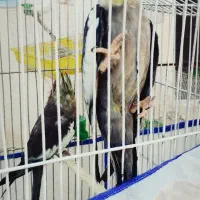 یک جفت عروس هلندی جفت خورده مولد|پرنده|قروه, |دیوار