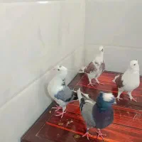 شازده