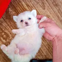 پامر عروسکی