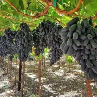 نهالستان مهندس قاسمی تولید کننده انواع نهال|خدمات باغبانی و درختکاری|اسلام آباد, |دیوار