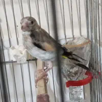 سهره|پرنده|تهران, اتابک|دیوار