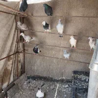 کبوتر