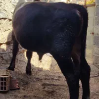 گوساله نر 11ماهە بور|حیوانات مزرعه|ننور, |دیوار