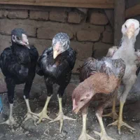 پنج عدد جوجه لاری تاج مهر اصیل