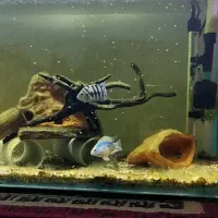 یک جفت ماهی سیچلاید گورخری مولد