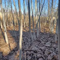 نهال گردو۴و ۵ساله دانه ای ۵۰ از یک طرف ترجیحا یکجا