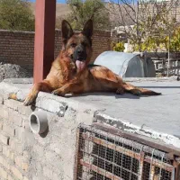 ژرمن اصل پلیس