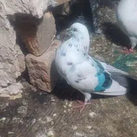 کبوتر تکپر وپرشی|پرنده|گرگان, |دیوار