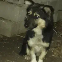 سگ گرگی پاکوتاه