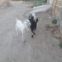 شهرک