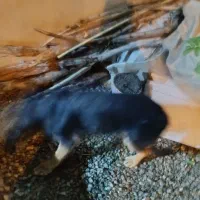 توله ژرمن چهارماهه شناسنامه دار