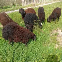 بره نر ماده