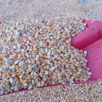 ذرت دانهای|عمدهفروشی|صحنه, |دیوار