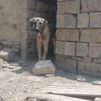 سگ سرابی ۱۱ ماهه نر